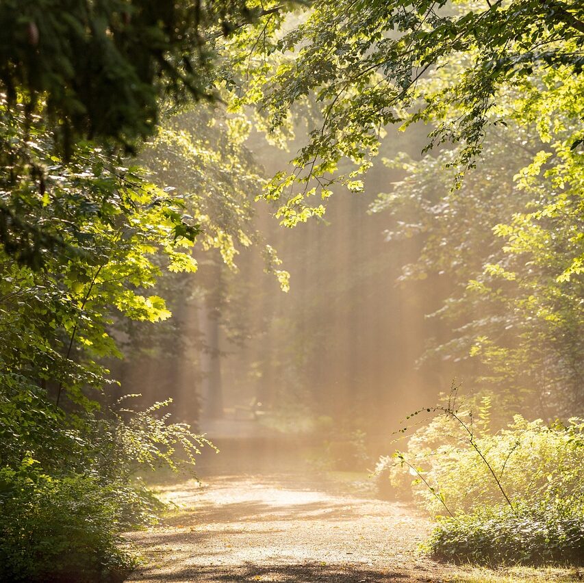 trees, forest, park, avenue, path, hike, sunlight, outdoors, nature, landscape, forest, forest, forest, forest, forest, park, park, nature, nature